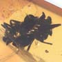 Rare Huge Worker Ant Fighting In Dominican Amber