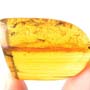 Rare Inchworm And Seven Dark Winged Fungus Gnats In Dominican Amber