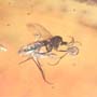 Rare Inchworm And Seven Dark Winged Fungus Gnats In Dominican Amber