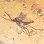 Rare Inchworm And Seven Dark Winged Fungus Gnats In Dominican Amber