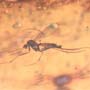Rare Inchworm And Seven Dark Winged Fungus Gnats In Dominican Amber