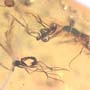 Rare Inchworm And Seven Dark Winged Fungus Gnats In Dominican Amber