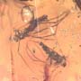 Rare Inchworm And Seven Dark Winged Fungus Gnats In Dominican Amber