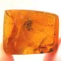 Rare Inchworm, Large Ant, Spider And Millipede In Dominican Amber