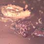 Rare Inchworm, Large Ant, Spider And Millipede In Dominican Amber