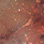 Rare Inchworm, Large Ant, Spider And Millipede In Dominican Amber