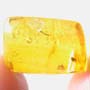 Rare Inchworm In Dominican Amber