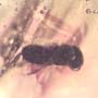 Rare Inchworm, Spider And Stingless Bee In Dominican Amber