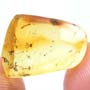 Rare Inchworm,  Scelionid Wasp And Gall Midge In Dominican Amber