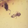 Rare Inchworm,  Scelionid Wasp And Gall Midge In Dominican Amber