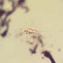 Rare Inchworm,  Scelionid Wasp And Gall Midge In Dominican Amber