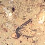 Rare Inchworm And Worker Ant With Droplets In Dominican Amber