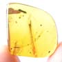 Rare Inchworm And Bark Beetle In Dominican Amber