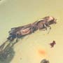 Rare Inchworm And Bark Beetle In Dominican Amber