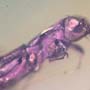 Rare Inchworm And Bark Beetle In Dominican Amber