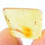 Rare Inchworm In Dominican Amber