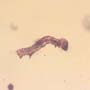 Rare Inchworm In Dominican Amber