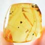 Rare Inchworm In Dominican Amber