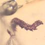 Rare Inchworm In Dominican Amber