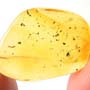 Rare Inchworm In Dominican Amber