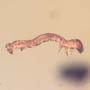 Rare Inchworm In Dominican Amber