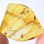 Rare Inchworm In Dominican Amber