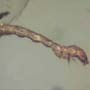Rare Inchworm In Dominican Amber