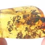 Rare Inchworm In Dominican Amber