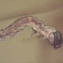 Rare Inchworm In Dominican Amber