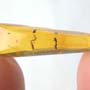 Rare Inchworm In Dominican Amber