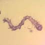Rare Inchworm In Dominican Amber
