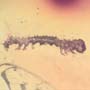 Rare Inchworm In Dominican Amber
