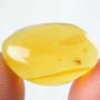 Rare Twelve Eggs And Biting Midge In Dominican Amber