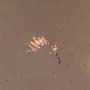 Rare Twelve Eggs And Biting Midge In Dominican Amber