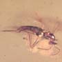 Rare Twelve Eggs And Biting Midge In Dominican Amber