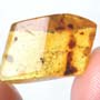 Rare Ten Eggs In Dominican Amber