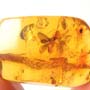 Rare Two Chasing Ants, Gall Midge On Leg, 2 Biting Midge And 2 Gall Midge In Dominican Amber
