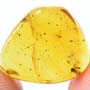Rare Two Fungus Gnat And One With Four Eggs In Dominican Amber