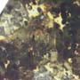 Rare Two Isopods In Dominican Amber