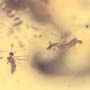 Rare Two Mites Riding On Host In Dominican Amber