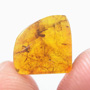 Rare Two Pseudoscorpions In Dominican Amber