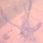 Rare Two Pseudoscorpions In Dominican Amber