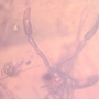 Rare Two Pseudoscorpions In Dominican Amber