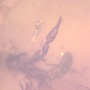Rare Two Pseudoscorpions In Dominican Amber