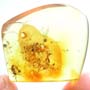 Rare Two Worker Ant Kissing In Dominican Amber