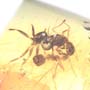 Rare Two Worker Ant Kissing In Dominican Amber