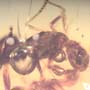 Rare Two Worker Ant Kissing In Dominican Amber