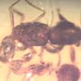 Rare Two Worker Ant Kissing In Dominican Amber