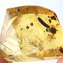 Rare Two Worker Ant That Has Something On Its Mouth In Dominican Amber