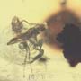 Rare Two Worker Ant That Has Something On Its Mouth In Dominican Amber